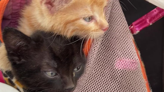 Street cats